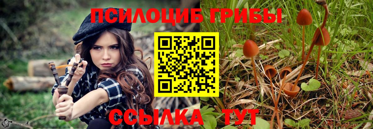 Галлюциногенные грибы Psilocybe Тольятти